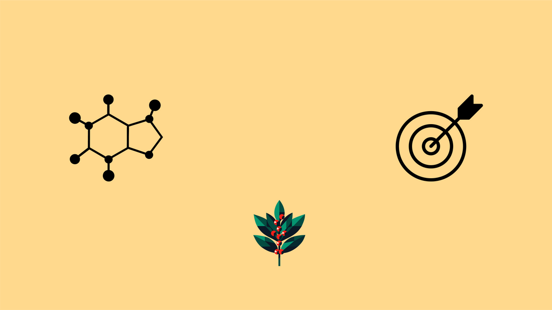 Illustration showing yaupon holly plant with caffeine molecule and target icons, representing balanced energy and focused alertness from native North American yaupon tea grown in the southeastern United States.