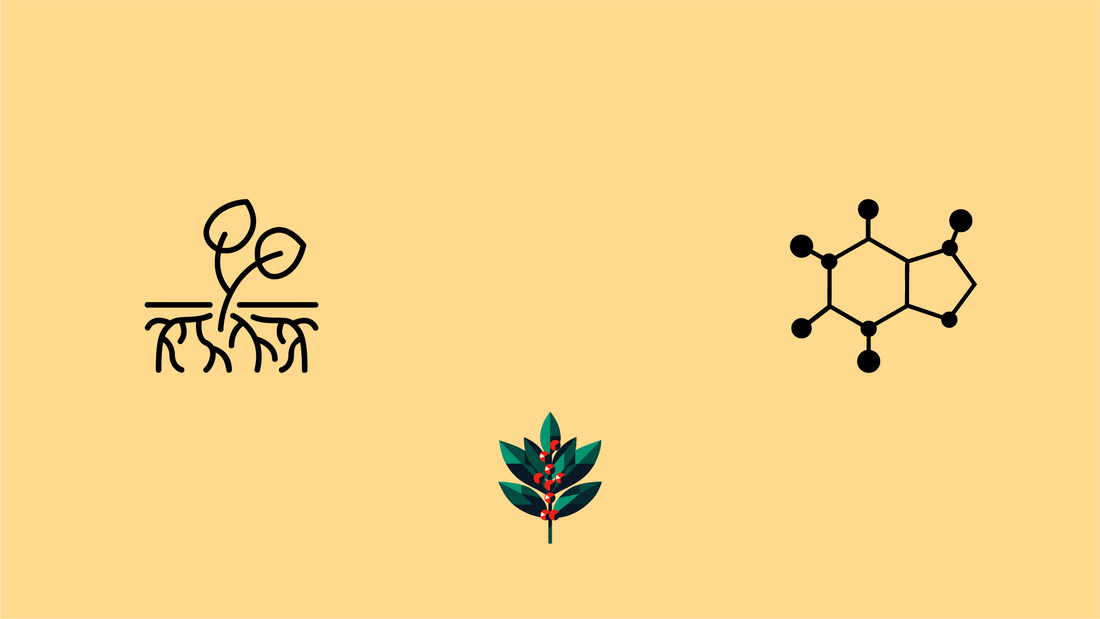 Goldholly yaupon tea banner showing native American plant with roots and caffeine molecule on yellow background for clean organic caffeine blog post
