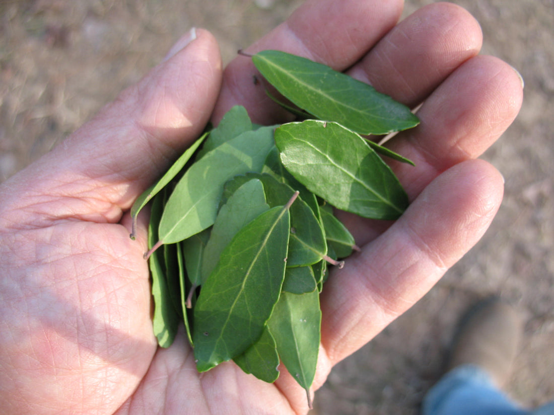 Why American-Grown Yaupon Makes for Better Tea