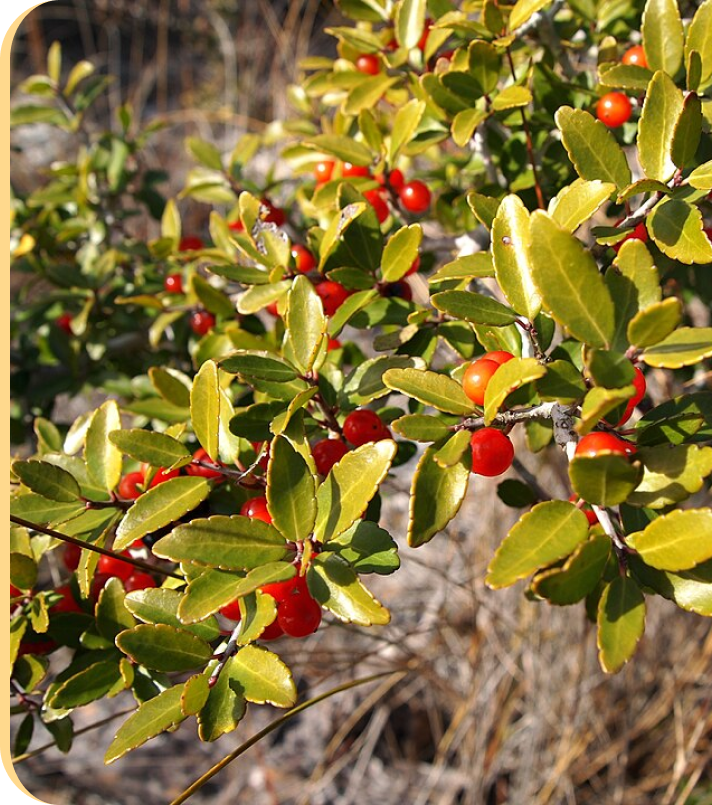 Wild yaupon holly plant with bright red berries and glossy green leaves growing in its natural habitat