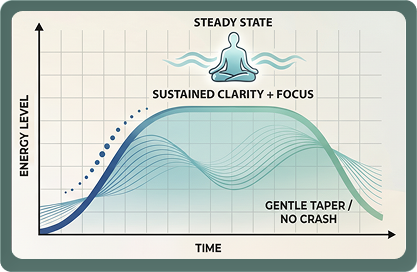 Goldholly yaupon tea energy chart showing a smooth rise to sustained clarity and focus, plateauing at a steady state, then a gentle taper with no crash — contrasted against a dotted line showing a typical sharp spike