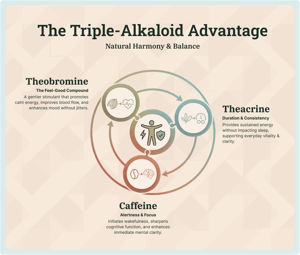 Goldholly Triple-Alkaloid Advantage infographic showing three natural compounds in yaupon tea working in harmony: Theobromine for calm energy and mood, Theacrine for sustained energy and sleep support, and Caffeine for alertness and focus