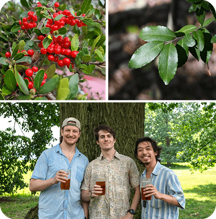 Goldholly co-founders Andrew, Liam, and Jeffrey holding mugs of yaupon tea outdoors, above a collage of wild yaupon holly branches with red berries and green leaves